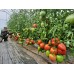Проверенный сорт томатов  - Бычье сердце «Классический» 