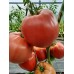 Проверенный сорт томатов - Гигант Подмосковья 