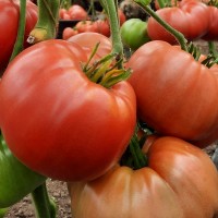 Проверенный сорт томатов - Зарево