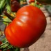 Проверенный сорт томатов - Дэвид