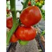 Проверенный сорт томатов - Дэвид