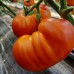 Проверенный сорт томатов - Золотая медаль