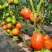 Проверенный сорт томатов - Минусинские стаканы