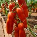 Проверенный сорт томатов  - Аурика