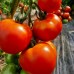 Проверенный сорт томатов - Штраух