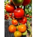 Проверенный сорт томатов - Штраух