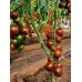 Проверенный сорт томатов - Гранатовая капля