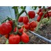 Проверенный сорт томатов - Нерпа