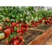 Урожай томатов в открытом грунте