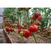 Проверенный сорт томатов -  Колхозная королева