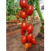 Проверенный сорт томатов - Даффинини
