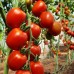 Проверенный сорт томатов - Красный гроздевой