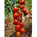 Проверенный сорт томатов - Красный гроздевой