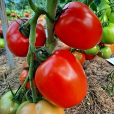 Проверенный сорт томатов - Кремень