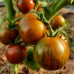 Проверенный сорт томатов - Гном Толчок после землетрясения