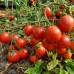 Проверенный сорт томатов - Корейский стелющийся