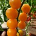 Проверенный сорт томатов - Летнее солнце
