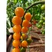 Проверенный сорт томатов - Летнее солнце