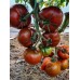 Проверенный сорт томатов - Гном Сорок гномов