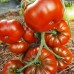 Проверенный сорт томатов - Гном Меднокоричневый
