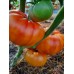 Проверенный сорт томатов - Гном Кайтидид