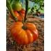 Проверенный сорт томатов - Гном Кайтидид