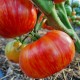 Проверенные сорта томатов 