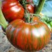 Проверенный сорт томатов - Гном Шоколадная молния