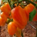 Проверенный сорт томата - Лисий хвост