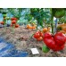 Проверенный сорт томатов - Гном Прекрасный король