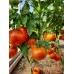 Проверенный сорт томатов - Гном Прекрасный король