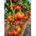 Проверенный сорт томатов - Гном Жар-птица