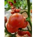 Проверенный сорт томатов - Гном Жар-птица
