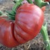 Проверенный сорт томатов - Гном Пурпурная Розелла