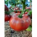 Проверенный сорт томатов - Гном Пурпурная Розелла