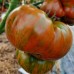 Проверенный сорт томатов - Гном Мятные полоски