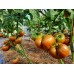 Проверенный сорт томатов - Гном Мятные полоски