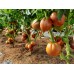 Проверенный сорт томатов  - Гном Грааль