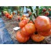 Проверенный сорт томатов - Гном Желто-мраморный