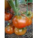 Проверенный сорт томатов - Гном Маралинга
