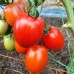 Проверенный сорт томатов  - Аделина