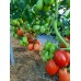 Проверенный сорт томатов  - Аделина