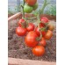 Проверенный сорт томатов - Баллада