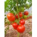 Проверенный сорт томатов - Баллада