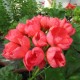 Тюльпановидные сорта пеларгоний   - Мы отправляем растения  с апреля по октябрь. А оформить и оплатить заказ на пеларгонии можно весь год. 