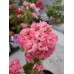 Зональная махровая пеларгония  Grainger,s Antique Rose