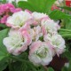 Розебудные сорта пеларгоний   - Мы отправляем растения  с апреля по октябрь. А оформить и оплатить заказ на пеларгонии можно весь год. 