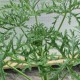 Душистые сорта пеларгоний   - Мы отправляем растения  с апреля по октябрь. А оформить и оплатить заказ на пеларгонии можно весь год. 