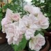 Зональная Розебудная пеларгония  - Millfield Rose