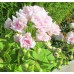 Зональная Розебудная пеларгония  - Millfield Rose